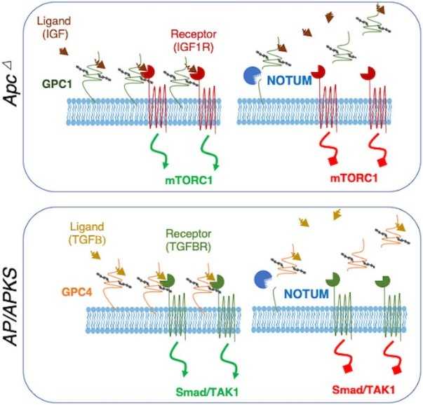 Model for NOTUM tumour suppressive-to-oncogenic switch.jpg